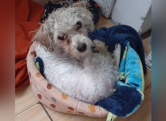 PUFI - kleine Seele sucht seine Menschen