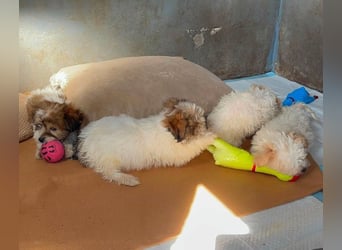 BELLA - zuckersüßes Hundekind