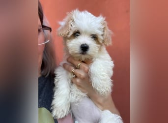 BONNIE - liebevolles Hundemädchen
