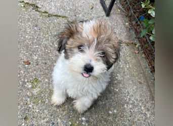 BELLA - zuckersüßes Hundekind