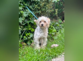 PUFI - kleine Seele sucht seine Menschen