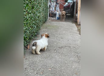 BELLA - zuckersüßes Hundekind