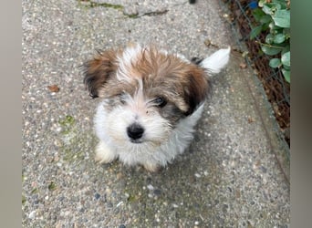 BELLA - zuckersüßes Hundekind