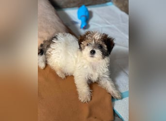 BELLA - zuckersüßes Hundekind