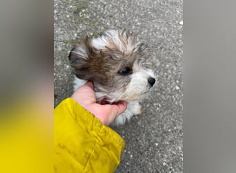 BELLA - zuckersüßes Hundekind
