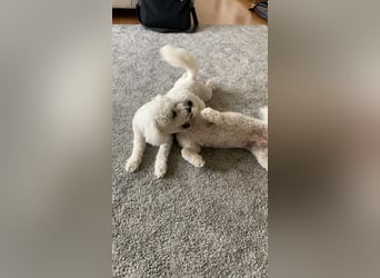Bichon Frisé „Zwillinge“ suchen liebevolles Zuhause - bitte nur seriöse Anfragen