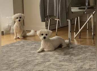 Bichon Frisé „Zwillinge“ suchen liebevolles Zuhause - bitte nur seriöse Anfragen