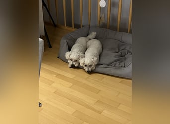Bichon Frisé „Zwillinge“ suchen liebevolles Zuhause - bitte nur seriöse Anfragen
