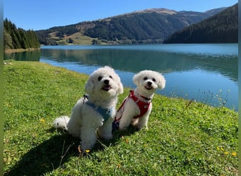 Bichon Frisé „Zwillinge“ suchen liebevolles Zuhause - bitte nur seriöse Anfragen