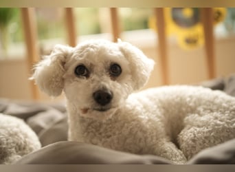 Bichon Frisé „Zwillinge“ suchen liebevolles Zuhause - bitte nur seriöse Anfragen