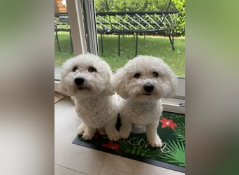 Bichon Frisé „Zwillinge“ suchen liebevolles Zuhause - bitte nur seriöse Anfragen