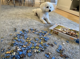Bichon Frisé „Zwillinge“ suchen liebevolles Zuhause - bitte nur seriöse Anfragen