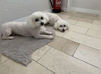 Bichon Frisé „Zwillinge“ suchen liebevolles Zuhause - bitte nur seriöse Anfragen