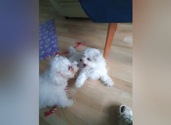 Bichon frise Welpen