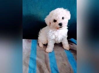Bichon frise Welpen