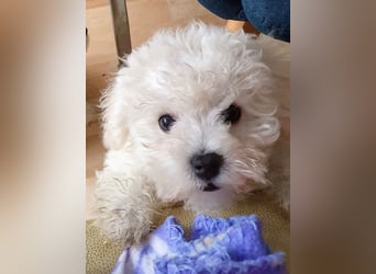 Bichon frise Welpen