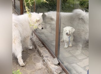 Pedro sucht sein Für-Immer-Zuhause! 