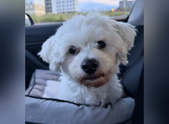 Pedro sucht sein Für-Immer-Zuhause! 