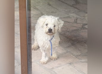Pedro sucht sein Für-Immer-Zuhause! 