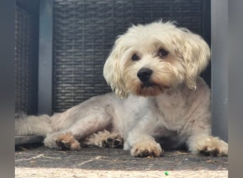 Pedro sucht sein Für-Immer-Zuhause!