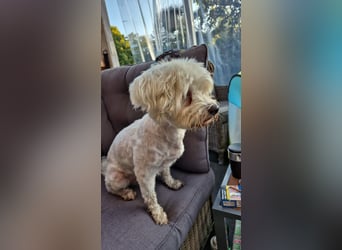 Pedro sucht sein Für-Immer-Zuhause!