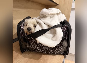 Pedro sucht sein Für-Immer-Zuhause! 