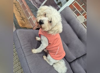 Pedro sucht sein Für-Immer-Zuhause!