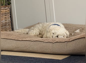 Pedro sucht sein Für-Immer-Zuhause! 