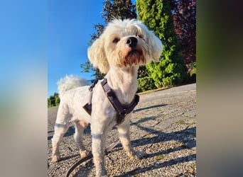 Pedro sucht sein Für-Immer-Zuhause!