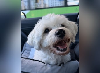 Pedro sucht sein Für-Immer-Zuhause! 