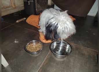 Doxa,  tapfere Kämpferin sucht….