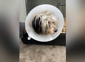 Doxa,  tapfere Kämpferin sucht….