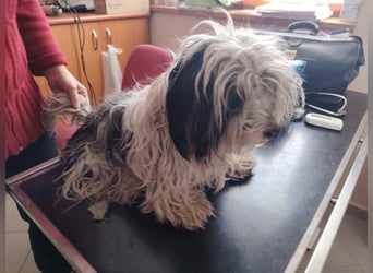 Doxa,  tapfere Kämpferin sucht….