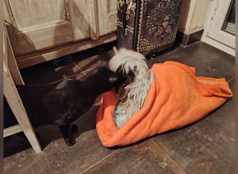 Doxa,  tapfere Kämpferin sucht….