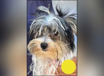 Cukie - von der Rasse her ein Biewer Mischling