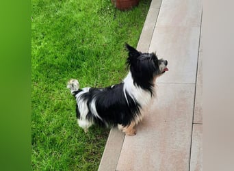 Biewer Yorkshire Susi, 9 Jahre, kastriert, wartet in 41812 ERKELENZ!