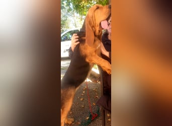 Bloodhound - Chien Saint Hubert