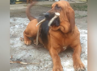 Bloodhound - Chien Saint Hubert