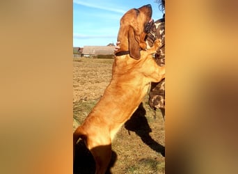 Bloodhound - Chien Saint Hubert