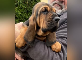 Bloodhound - Chien Saint Hubert