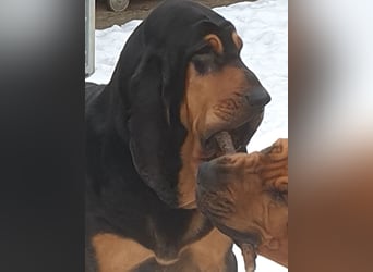 Bloodhound - Chien Saint Hubert