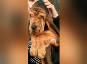 Bloodhound - Chien Saint Hubert