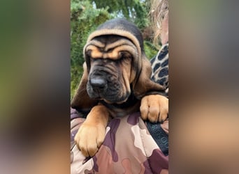 Bloodhound - Chien Saint Hubert