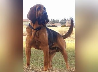 Bloodhound - Chien Saint Hubert