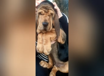 Bloodhound - Chien Saint Hubert