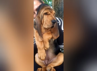 Bloodhound - Chien Saint Hubert