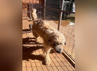 Balu, freundlicher großer Teddybär geb.17.01.2020