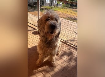 Balu, freundlicher großer Teddybär geb.17.01.2020