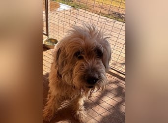 Balu, freundlicher großer Teddybär geb.17.01.2020