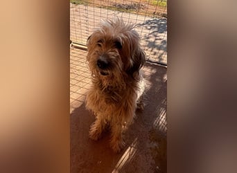 Balu, freundlicher großer Teddybär geb.17.01.2020